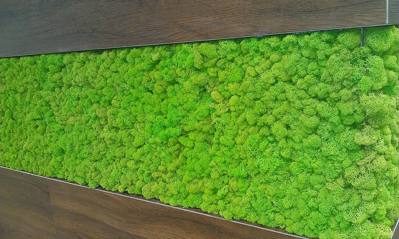 Muschi pentru decoratiuni interioare- verde intens