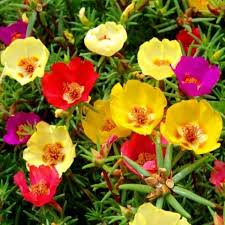 Seminte Portulaca - flori de piatra 