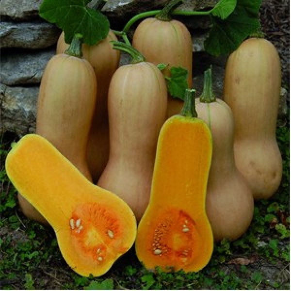 Seminte de dovleac placintar Waltham Butternut 2g