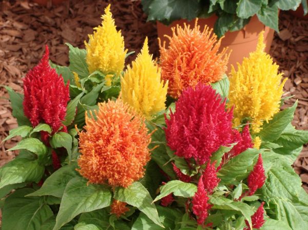 Seminte Celosia Plumosa - creasta cocosului plumoasa 