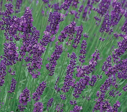 Seminte Lavendula - lavanda 