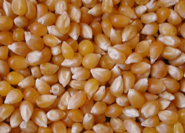 Seminte porumb de floricele Popcorn Peppy F1 3g