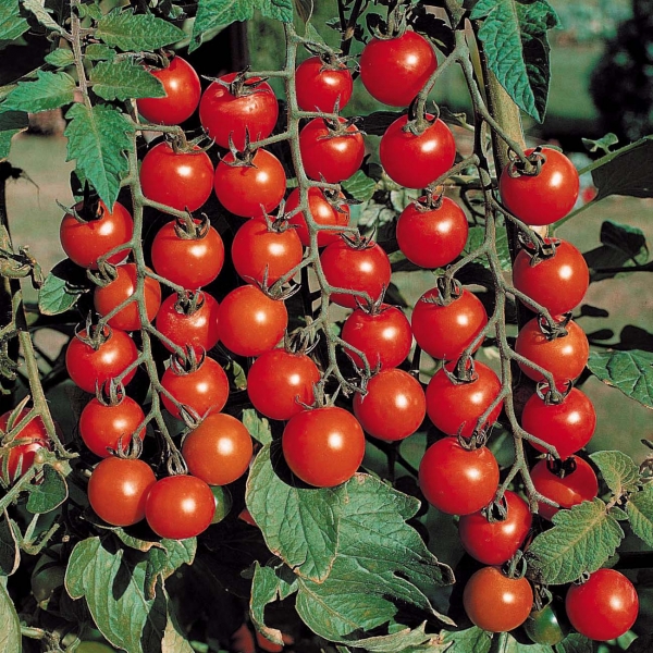 Seminte tomate Red Tiny Tim Cherry 0.5g