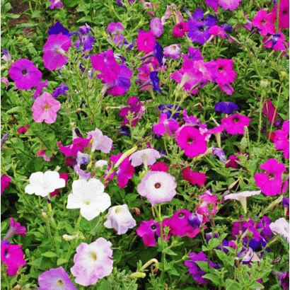 Seminte Petunia Nana Compacta Mixed