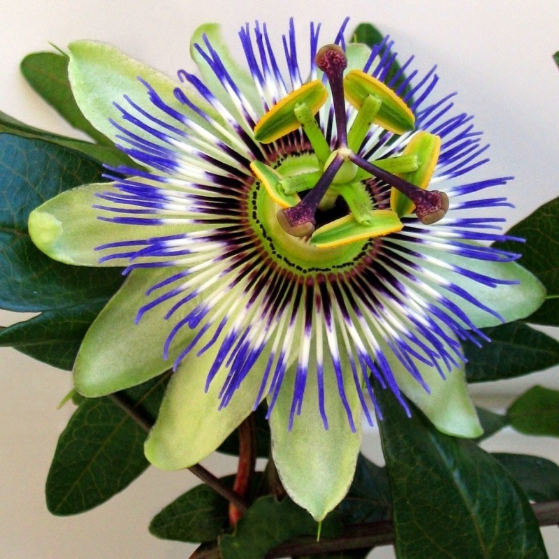 Seminte Passiflora ( Floarea Pasiunii )