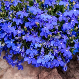 Seminte lobelia