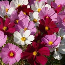  Seminte cosmos