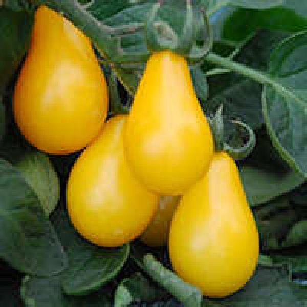 Seminte tomate Yellow Pearshaped 0.5g