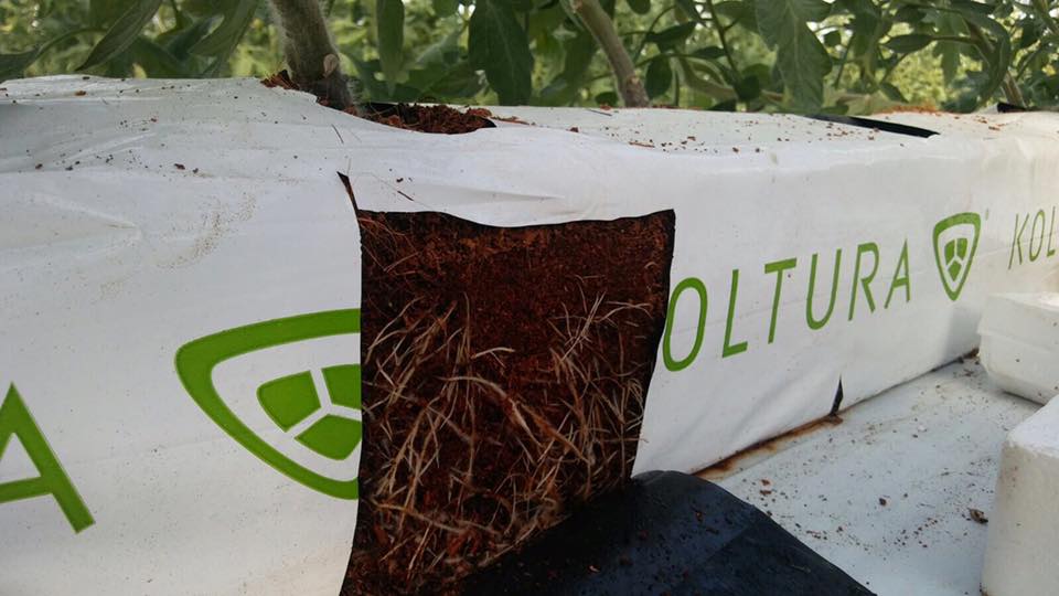 Substrat fibra cocos grow-bag 23.4l2